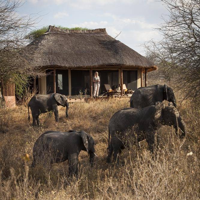 Calving Season - The Great Migration Best Kept Secret